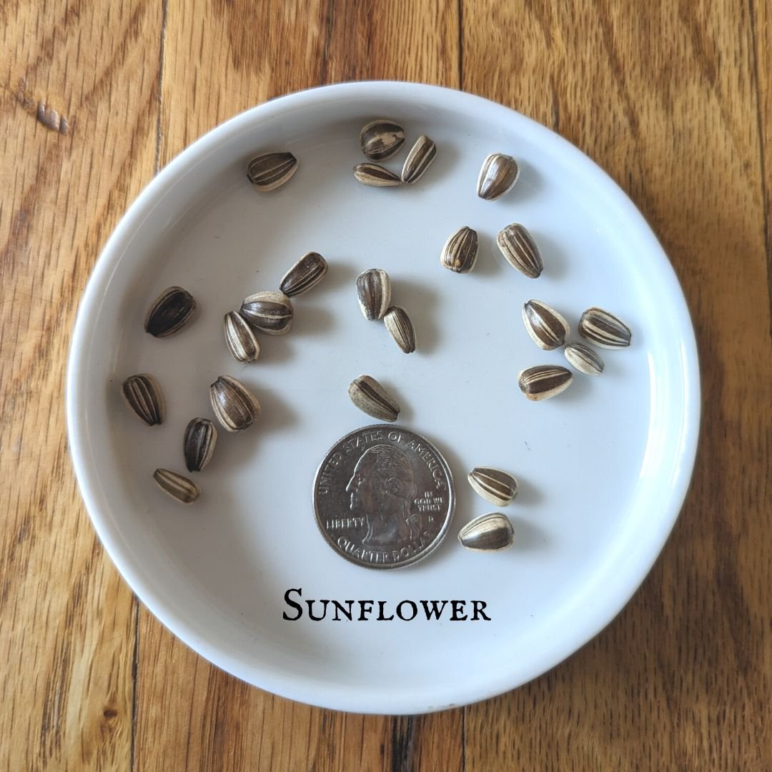 Sunflower.jpg