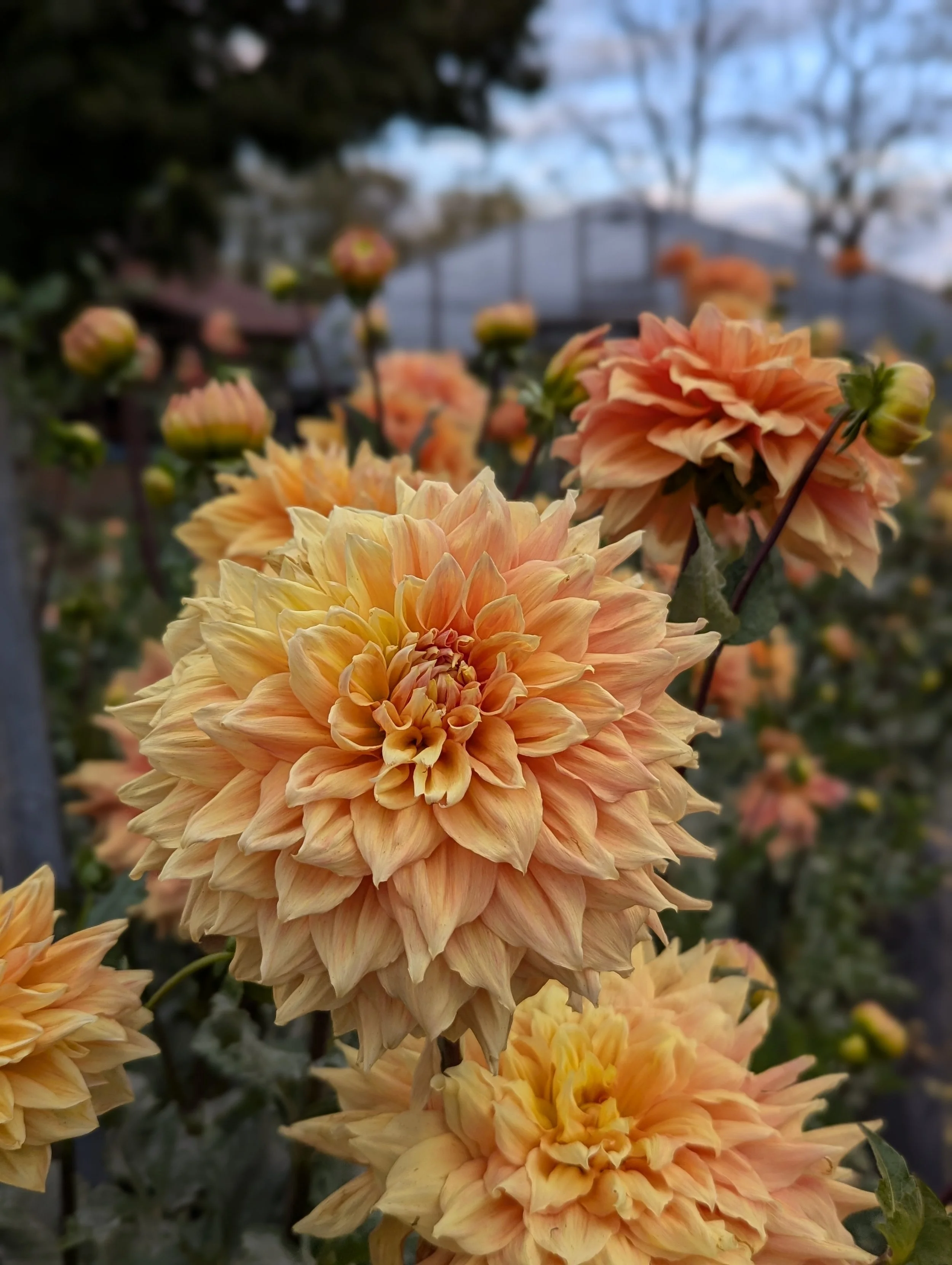 PXL_20241014_221435843.PORTRAIT (1).jpg