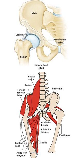 myofascial release lower back pain hip flexor