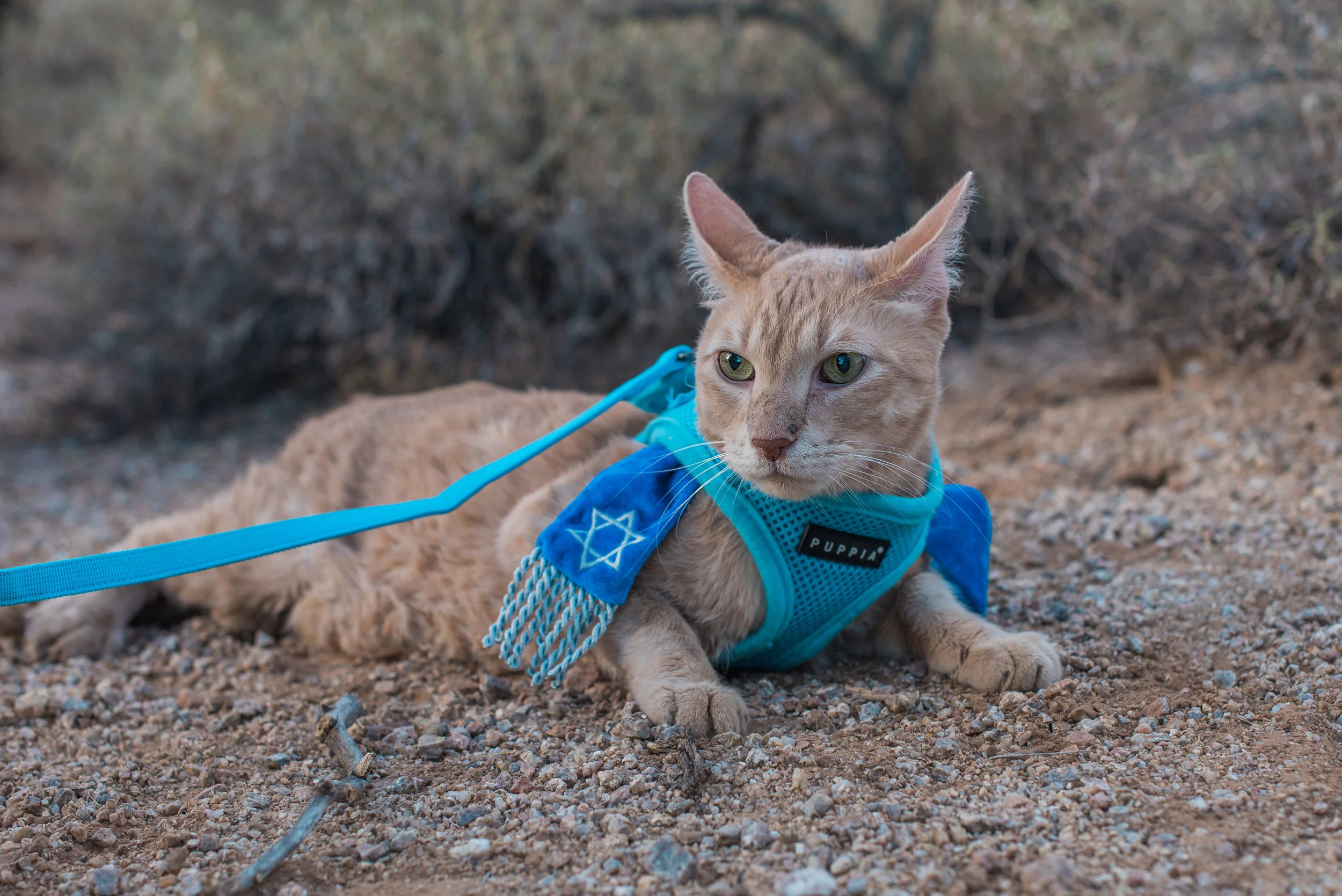 Cat Mitzvah Portraits