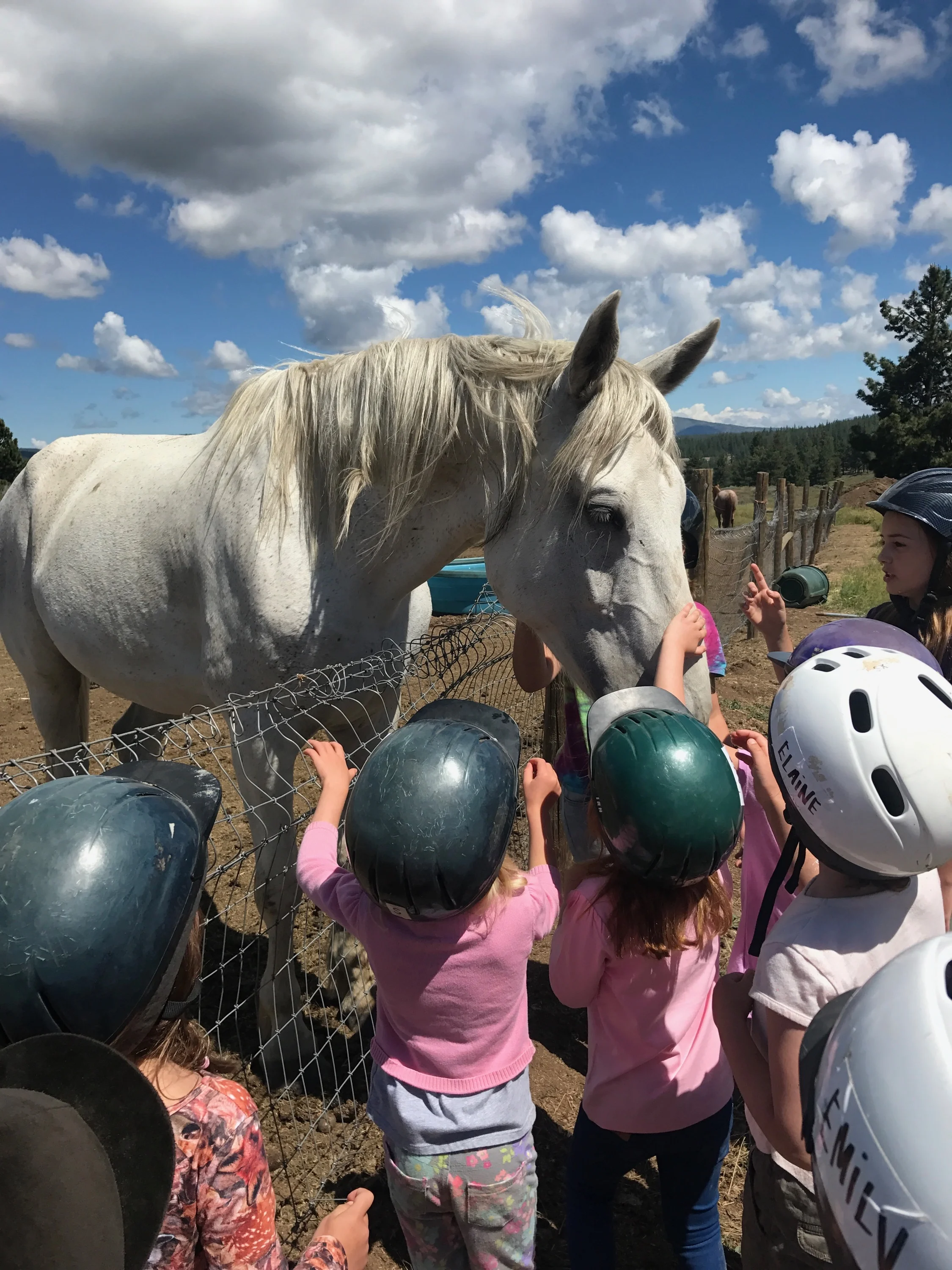 Pony/Critter Camp 