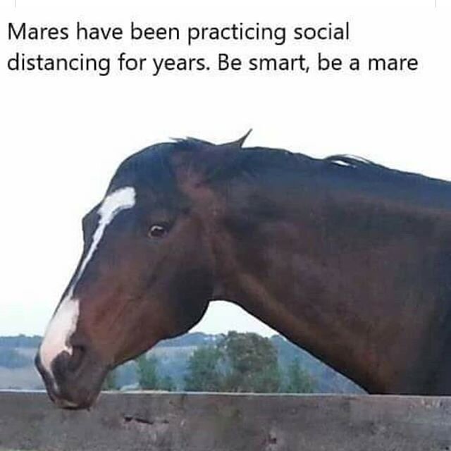 Be a mare... stay safe everyone ❤❤❤❤❤❤❤❤❤❤❤❤
#pipingrockhorses #pipingrockequestrian #pipingrockequestriancenter
#rideyourhorse #socialdistancing #socialdistancinghorseback #togetheralone #beamare #goride #horsesarethebest #horsequotes #cowboyblessin