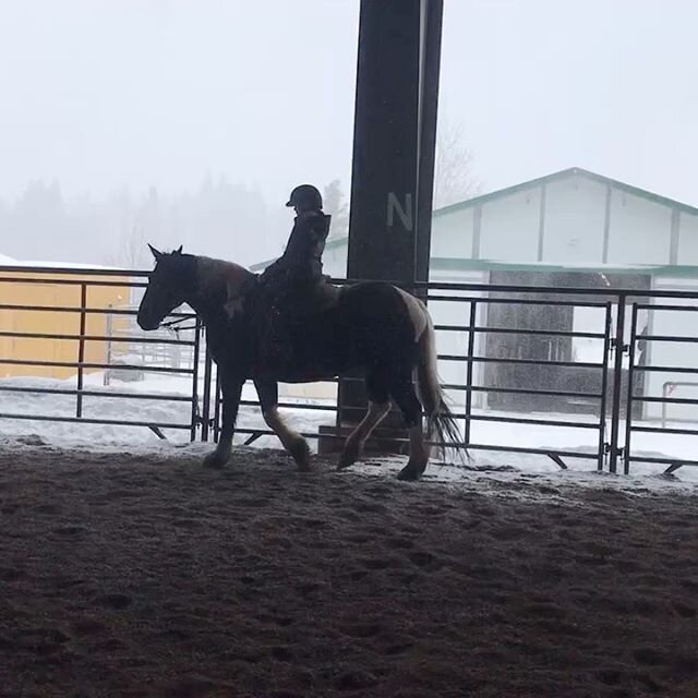 *
Pike
2009
Quarter Horse/Percheron cross
*
*Pike is for sale at $8,000. Time to find his forever home!
Pike is a stunning black and white pinto that is about 16.3 hands. This handsome man has been in multiple parades, where our talented trainer will