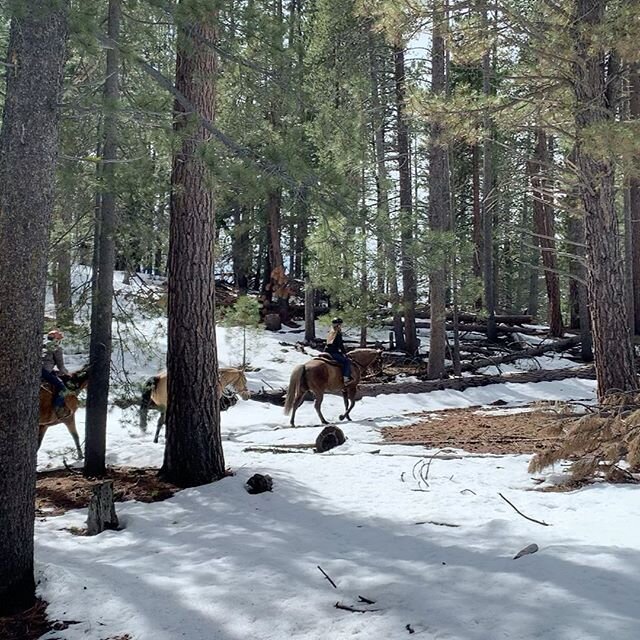 When you have the Forest to yourself,  but for some horse crazy girls playing a game of &ldquo;Have you ever?&rdquo; But it&rsquo;s all about what horses they have ridden. The innocence of girls and their love of horses, may it hold true forever. 🎥 