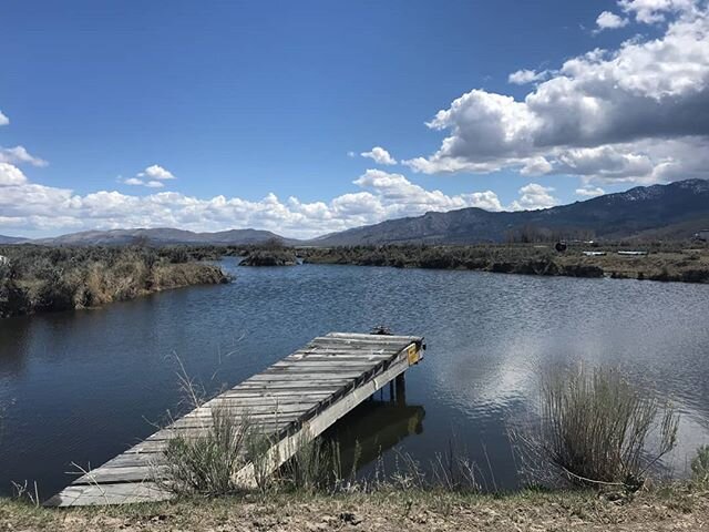 Spring at #ddotranch. What a lovely day to be outside.
#doyleCA #tshirtweather #springattheranch #pipingrockequestrian #pipingrockequestriancenter #horsesouttopasture #pasturelife #pipingrockhorsesAthena #getoutandride #getoutside #socialdistancing #