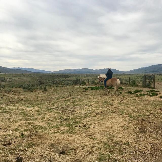 Marty out catching horses for me on my birthday. Tomorrow he will be too busy! Tulip is a pro.