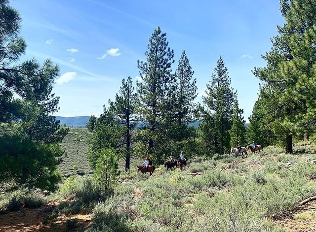 The trails are calling at Piping Rock. We can&rsquo;t wait for our Summer guests to join us out there! 
#PipingRocktrailriding #Horses #kids #Summercamps #horsebackriding #Trails #Trailriding #PipingRock #PipingRockHorses