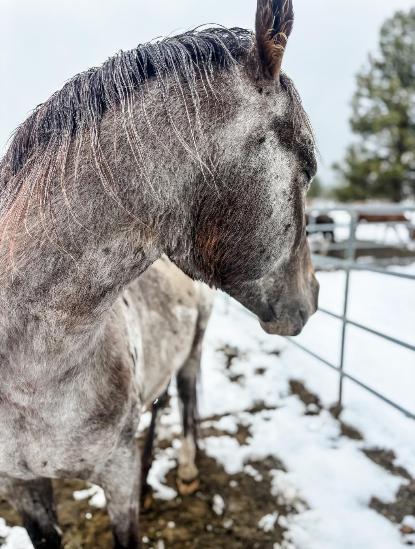 And just like that, it&rsquo;s a white Christmas after all! ✨ 

Piping Rock is blanketed in snow, and our hearts are just as full! There&rsquo;s something so peaceful about the farm covered in white&mdash;the quiet, the beauty, and the reminder to sl