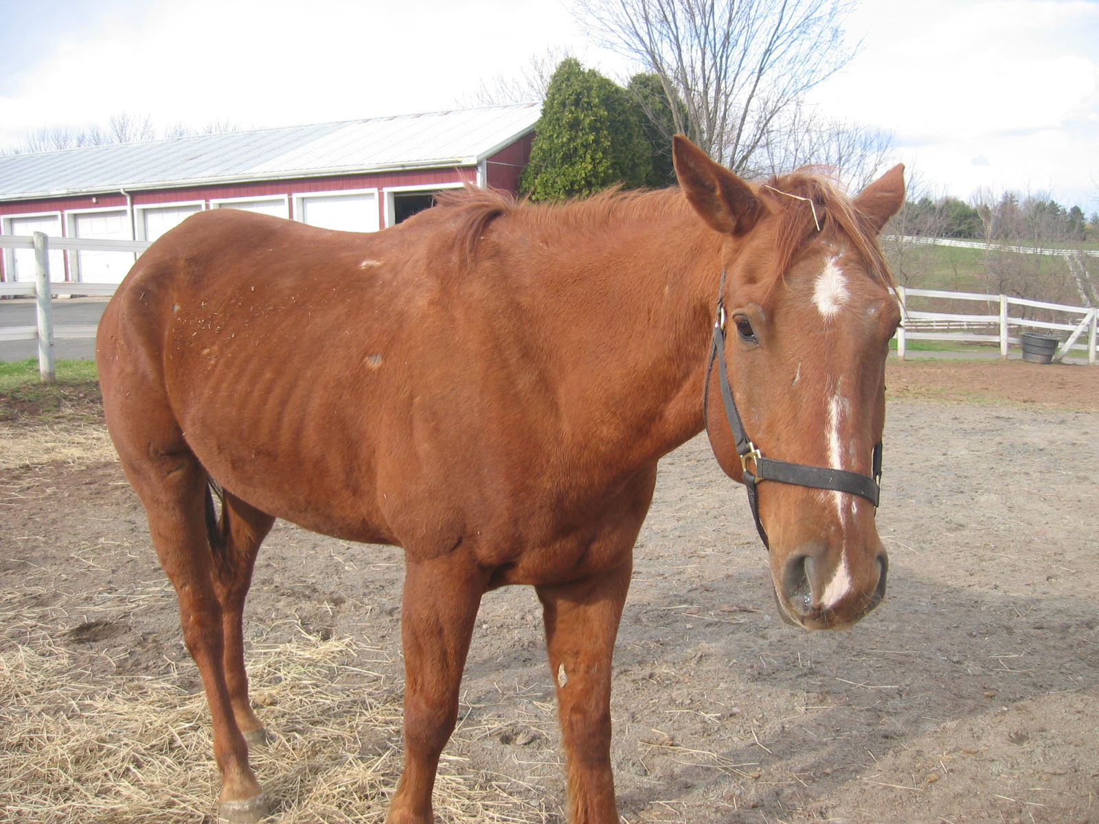 King in 2007 (a month or so after his arrival in NJ)