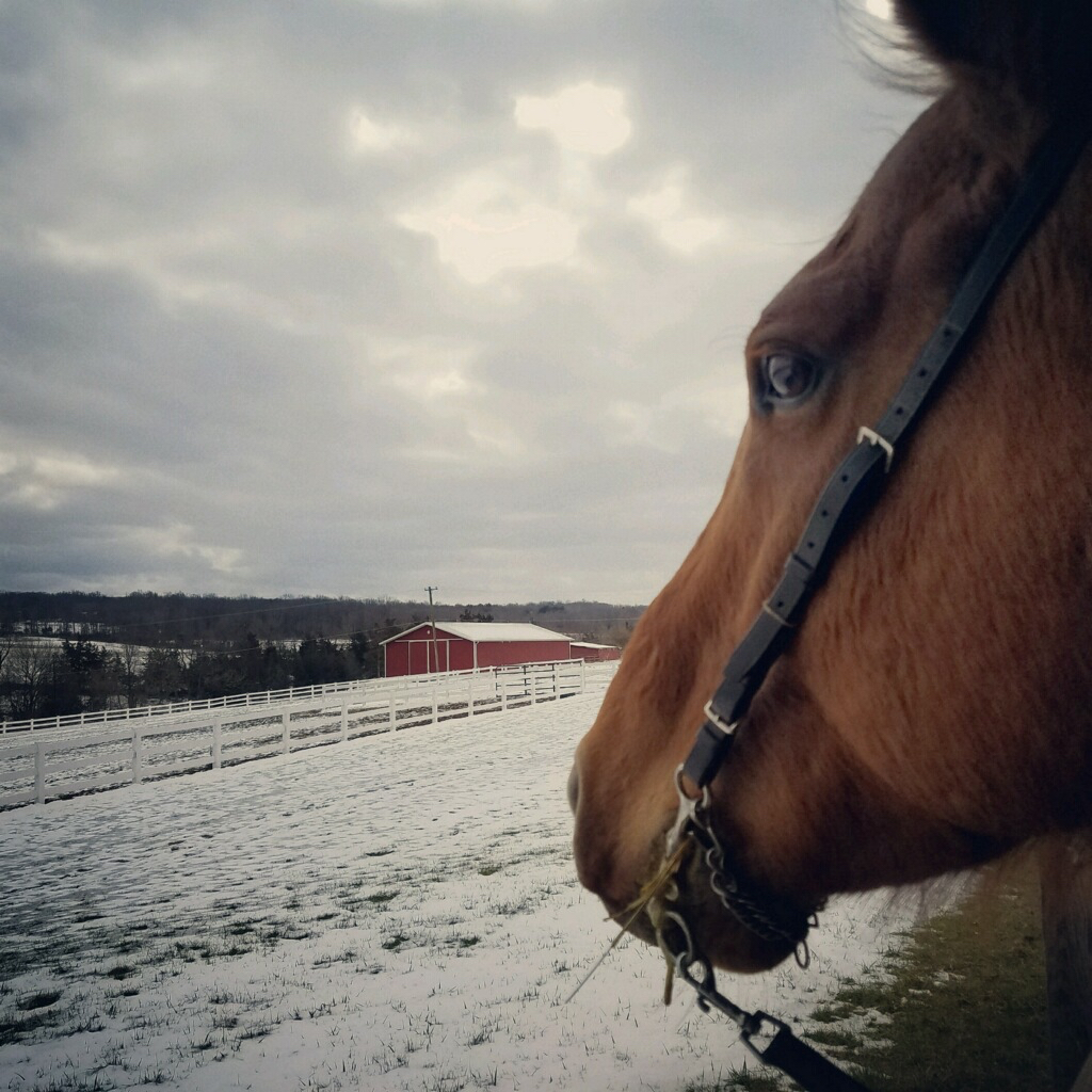 Harley, King's pasture buddy at Amwell Ridge Farm in Ringoes, NJ. To learn more about Harley, the Pegasus Foundation and his heartwarming and interesting story, click here. - Photo by Heather McKinney
