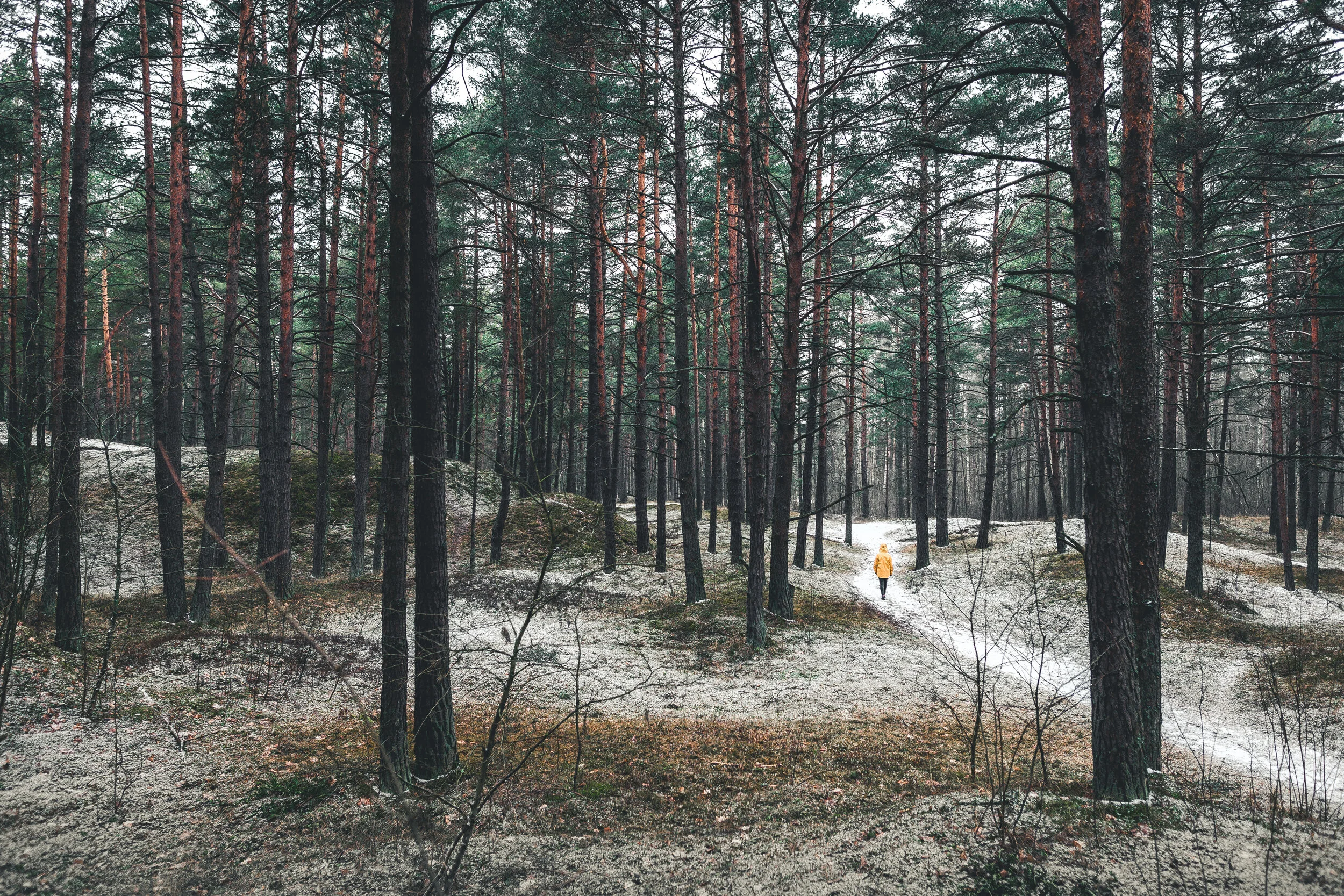 winter-forest-full-size-1.jpg