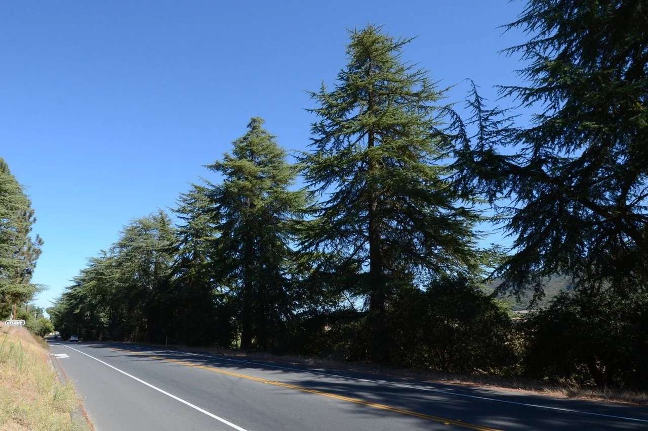 Cedar Tree Row.jpeg
