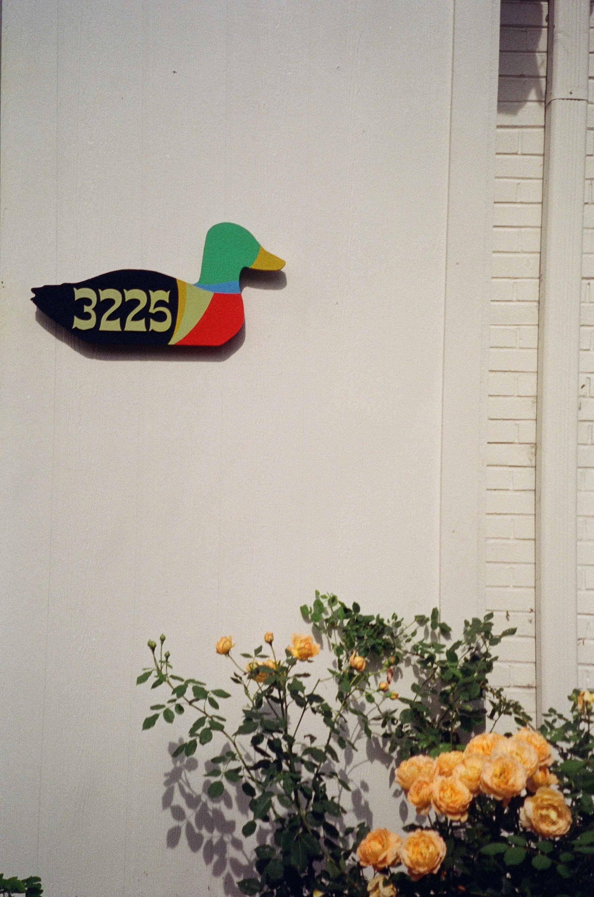 scan 36.jpg
