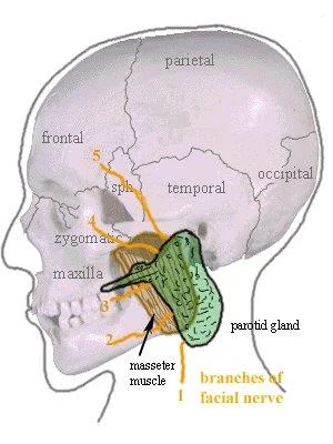 Parotid_gland_en.jpg