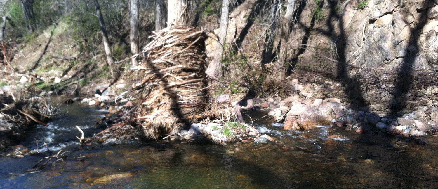 In-channel deposition and flood debris along the Little Thompson River, CO