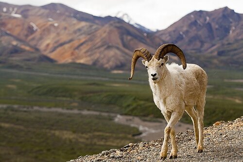 Live Public Hearing Webinar: Proposed Regulation to Protect Dall Sheep, Arctic National Wildlife Refuge, AK