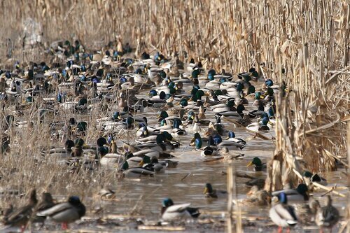 Live Facilitated Webinar: Genetically engineered crops on national wildlife refuges draft programmatic EA, SE US