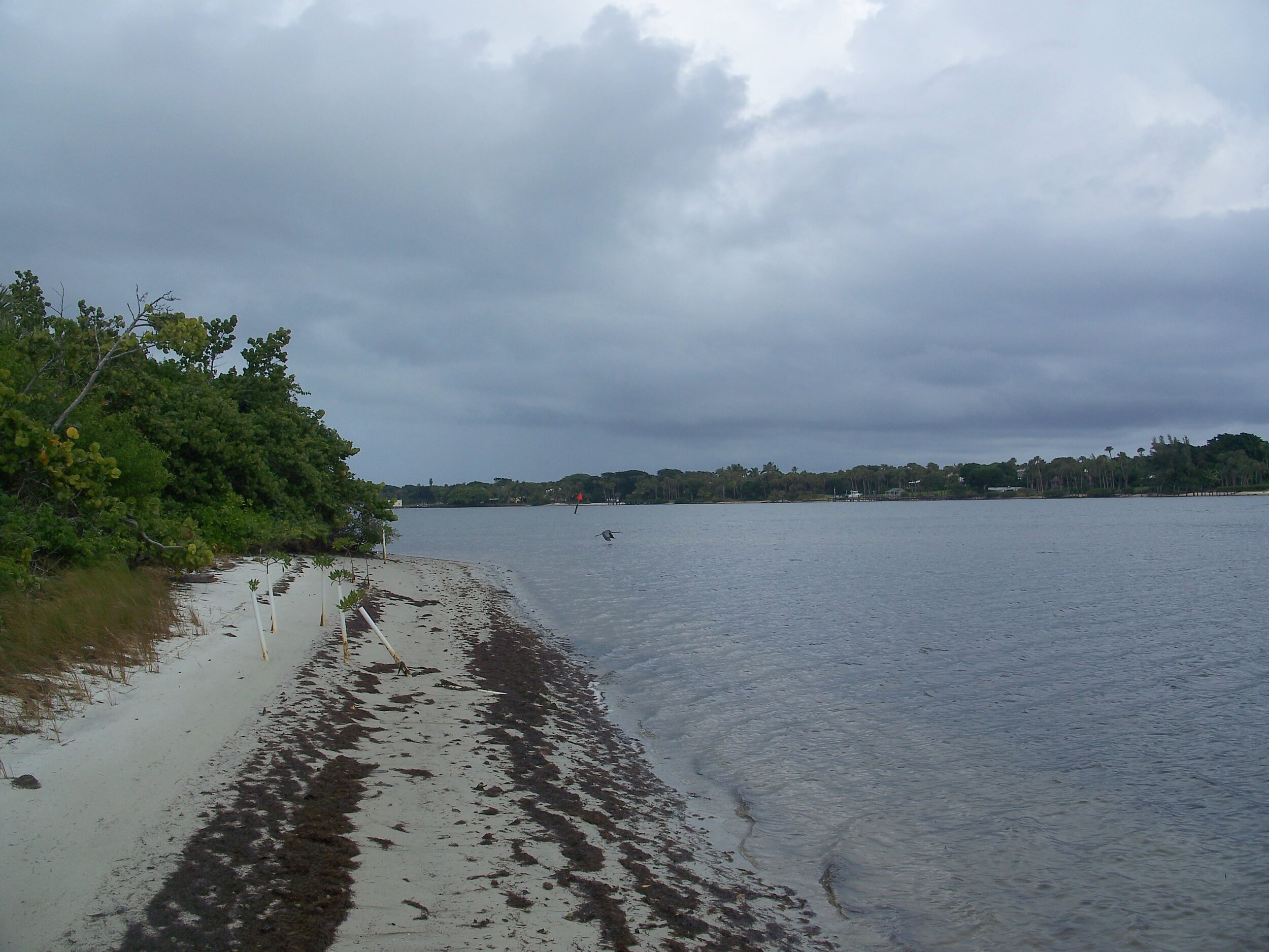 Live Facilitated Webinar: Draft Scrub Habitat Management Plan for the Nathaniel P. Reed Hobe Sound National Wildlife Refuge, FL