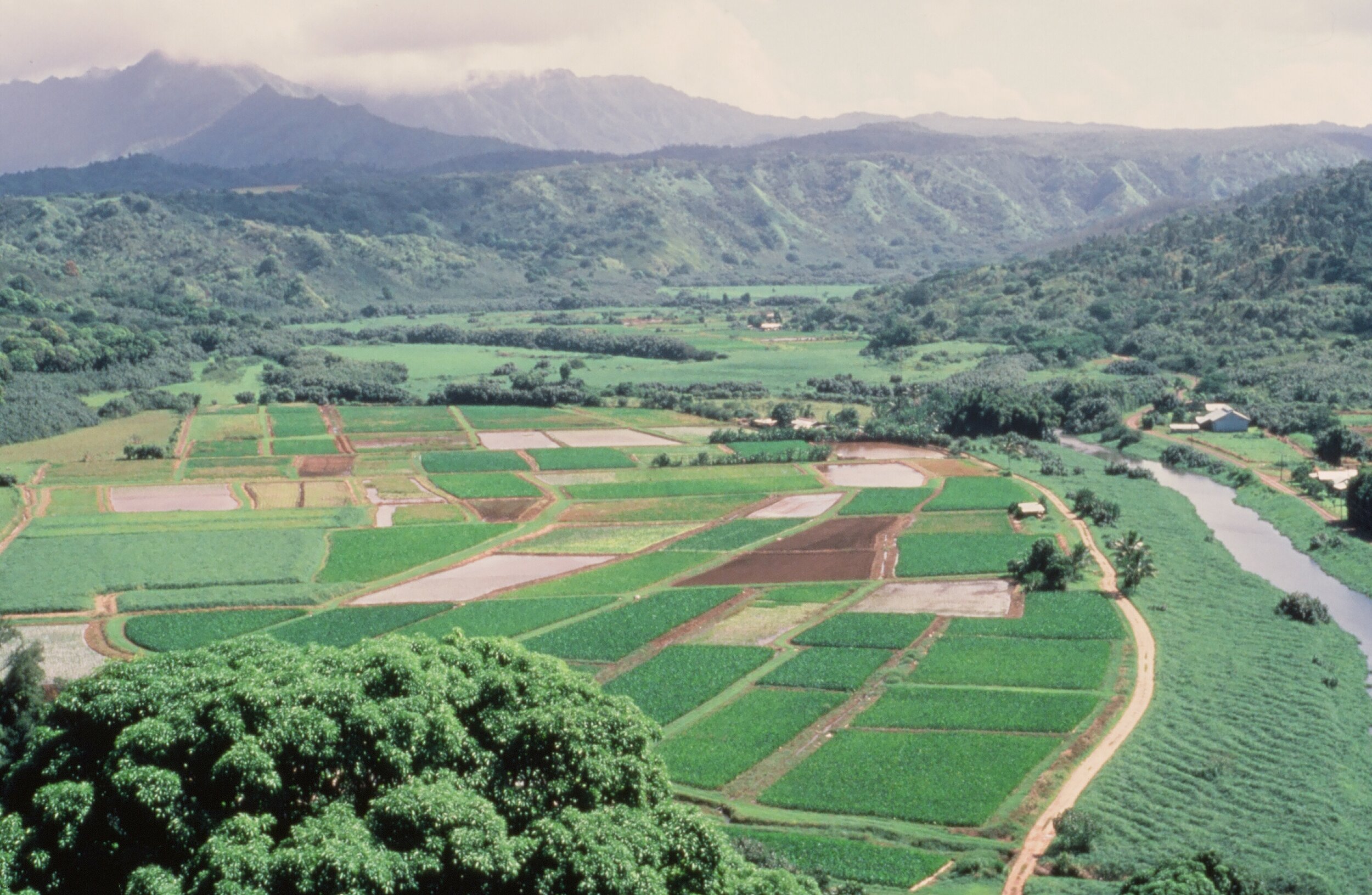 Live Public Hearing Webinars: Draft Wetlands Management and Waterbird Conservation Plan and Environmental Assessment for the Hanalei National Wildlife Refuge, HI