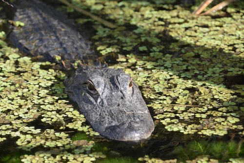 Live Question and Answer Webinar Session: Draft Visitor Services Plan for the Everglades Headwaters National Wildlife Refuge and Conservation Area, FL