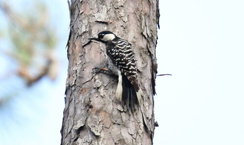 Live Public Hearing Webinar: Proposal to Downlist the Red-cockaded Woodpecker  under the Endangered Species Act, Southeastern US