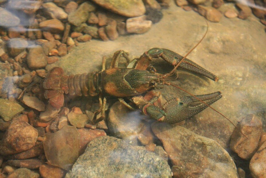 Live Public Hearing Webinar: Proposal to Removal the Nashville Crayfish From the Federal List of Endangered and Threatened Wildlife, TN