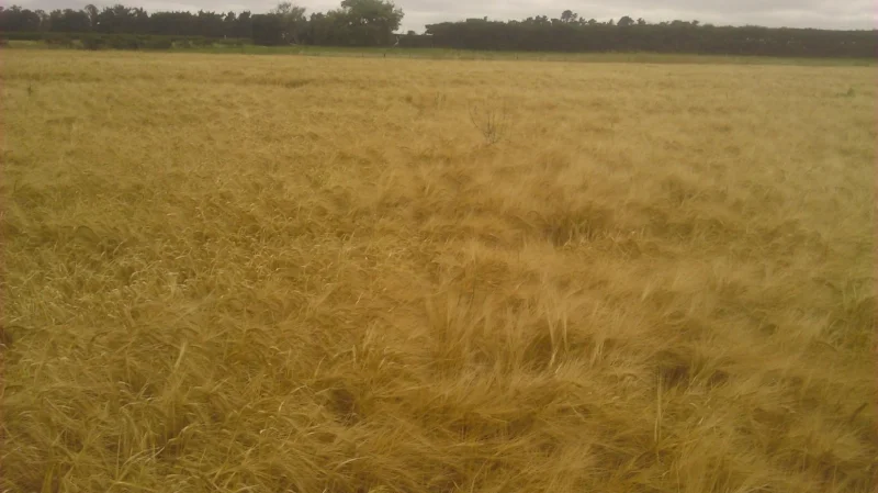   Zelp and Barley Trial   (Jan 2015) 