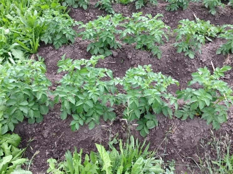   Zelp and Potatoes   (Jan 2015) 