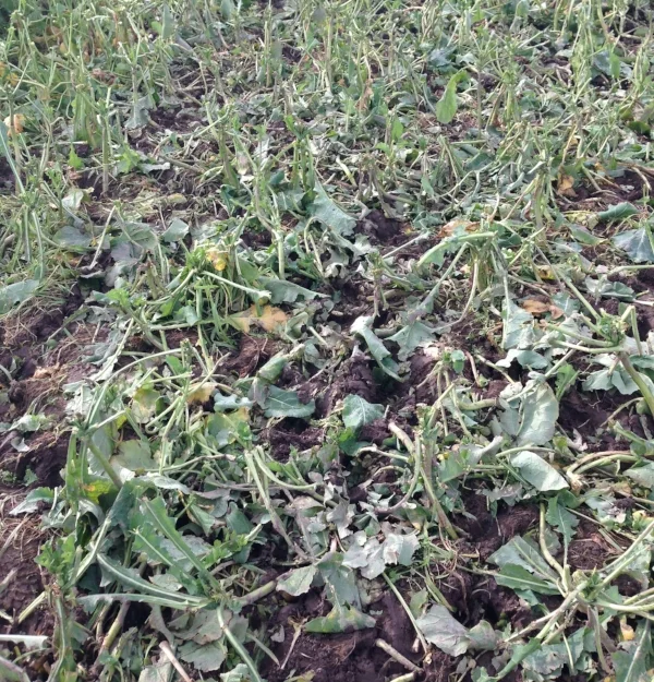   Zelp and Brassicas Trial   (Apr 2014) 