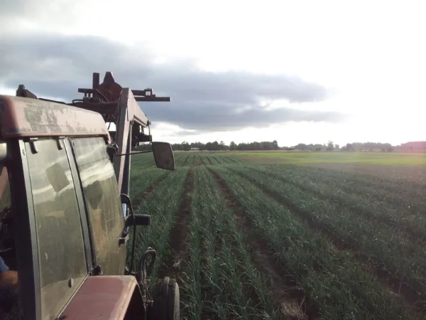   Zelp and Onions   (Mar 2015) 