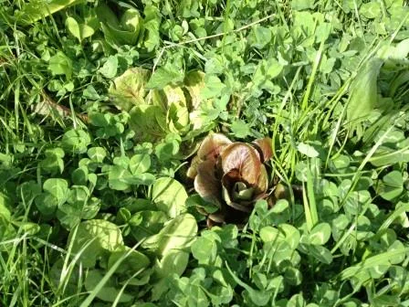   Zelp and Pasture Trial   (Jan 2015) 