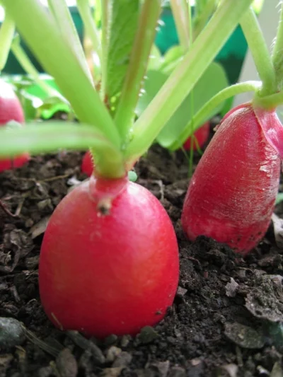   Zelp and Radishes   (Oct 2013) 