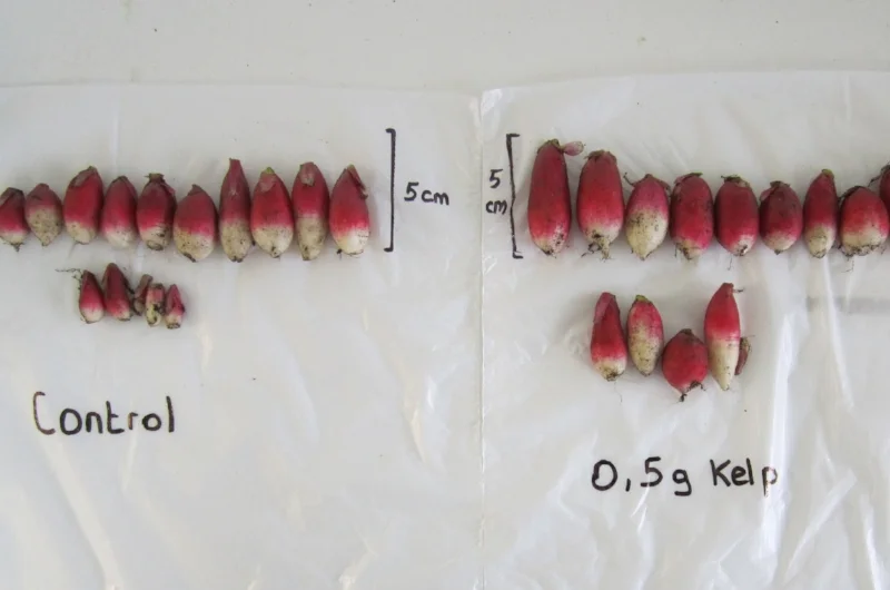   Zelp and Radishes   (Aug 2015) 