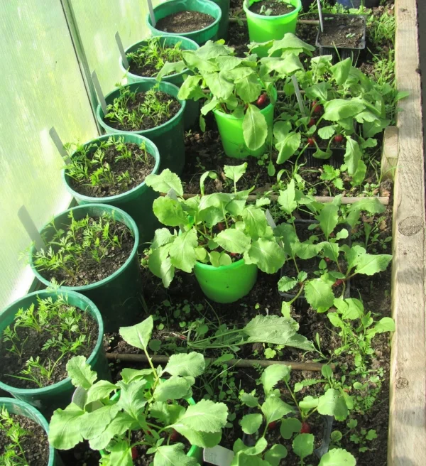   Zelp and Radishes Trial   (Sep 2013) 