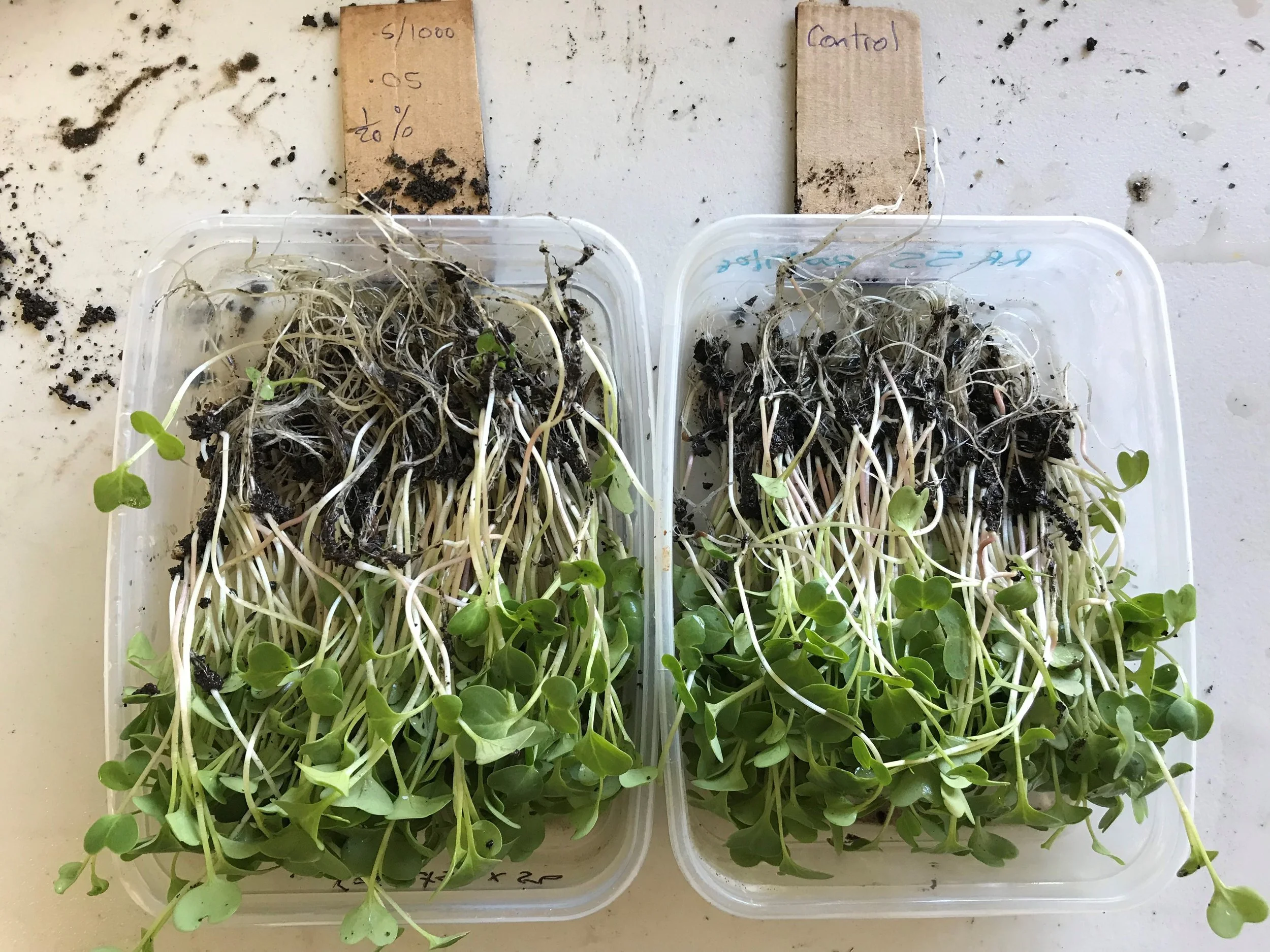  Zelp and Microgreens   (Sep 2018) 