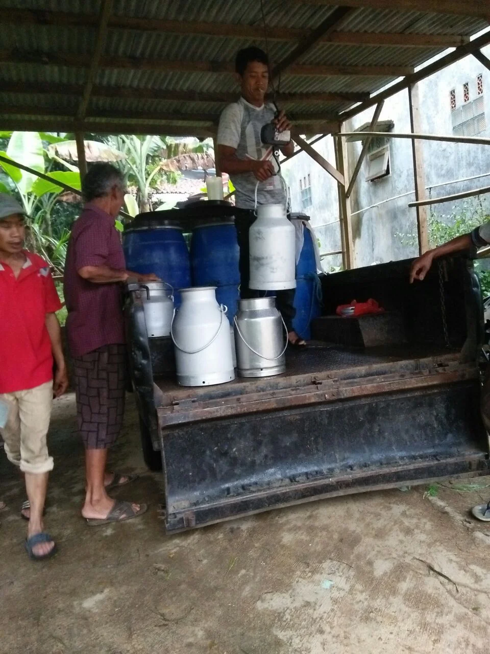 penimbangan susu di cipayung cisarua.jpeg