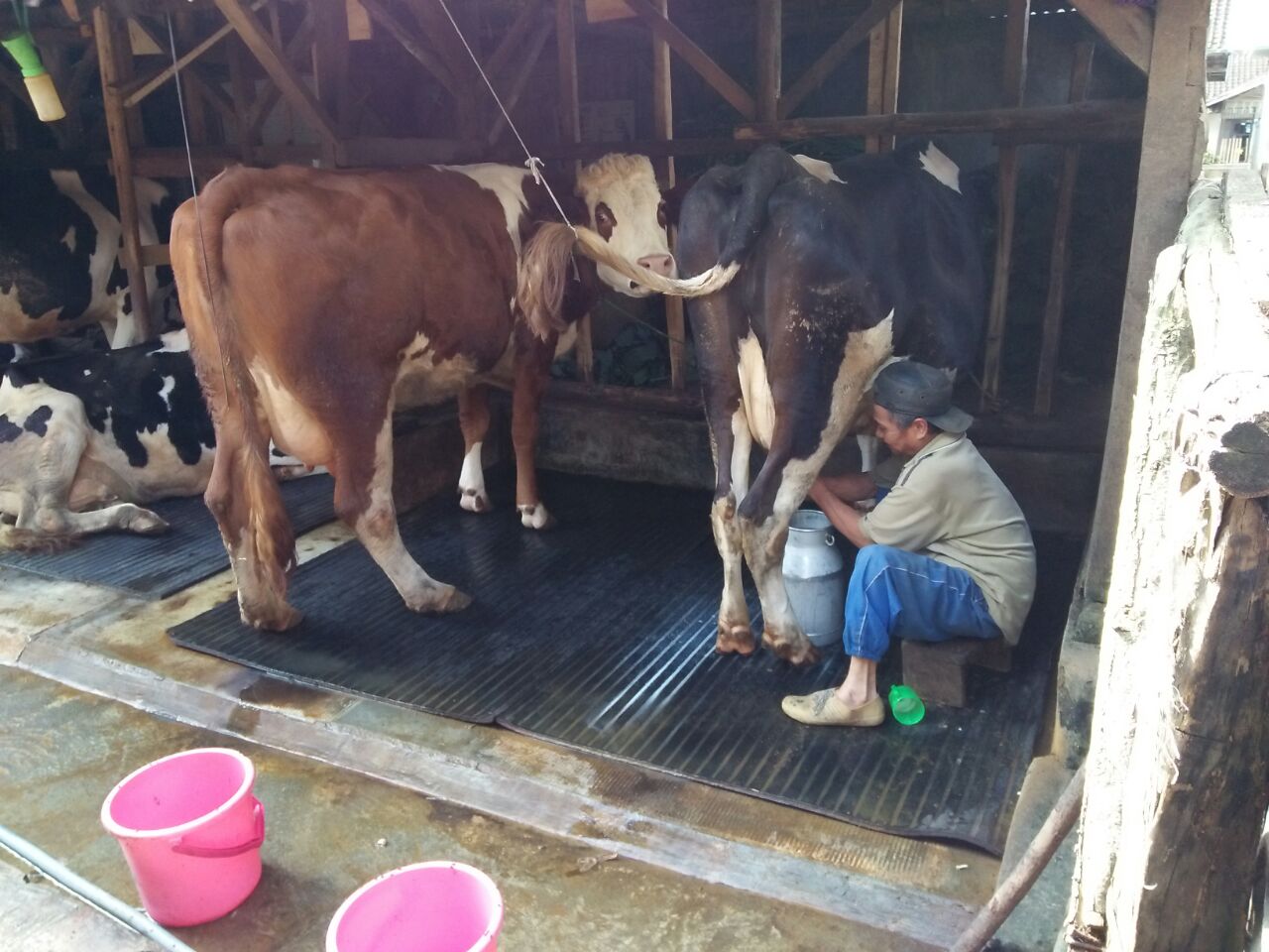 kandang di pengalengan.jpeg