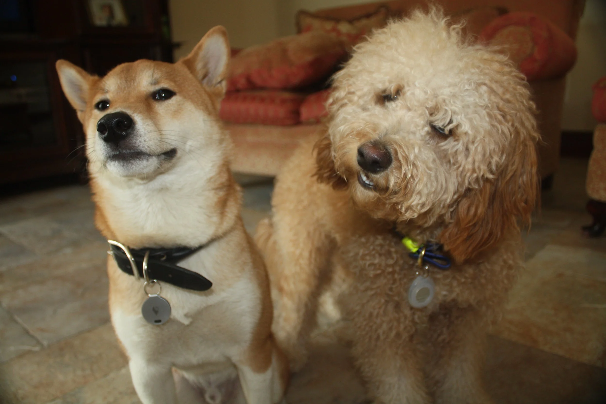 When you find out your pawrents can now track you...