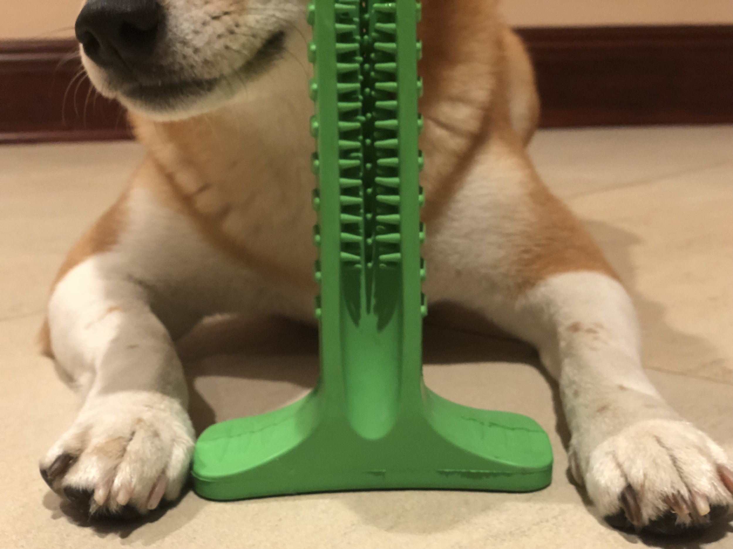 IMG_4832.jpeg