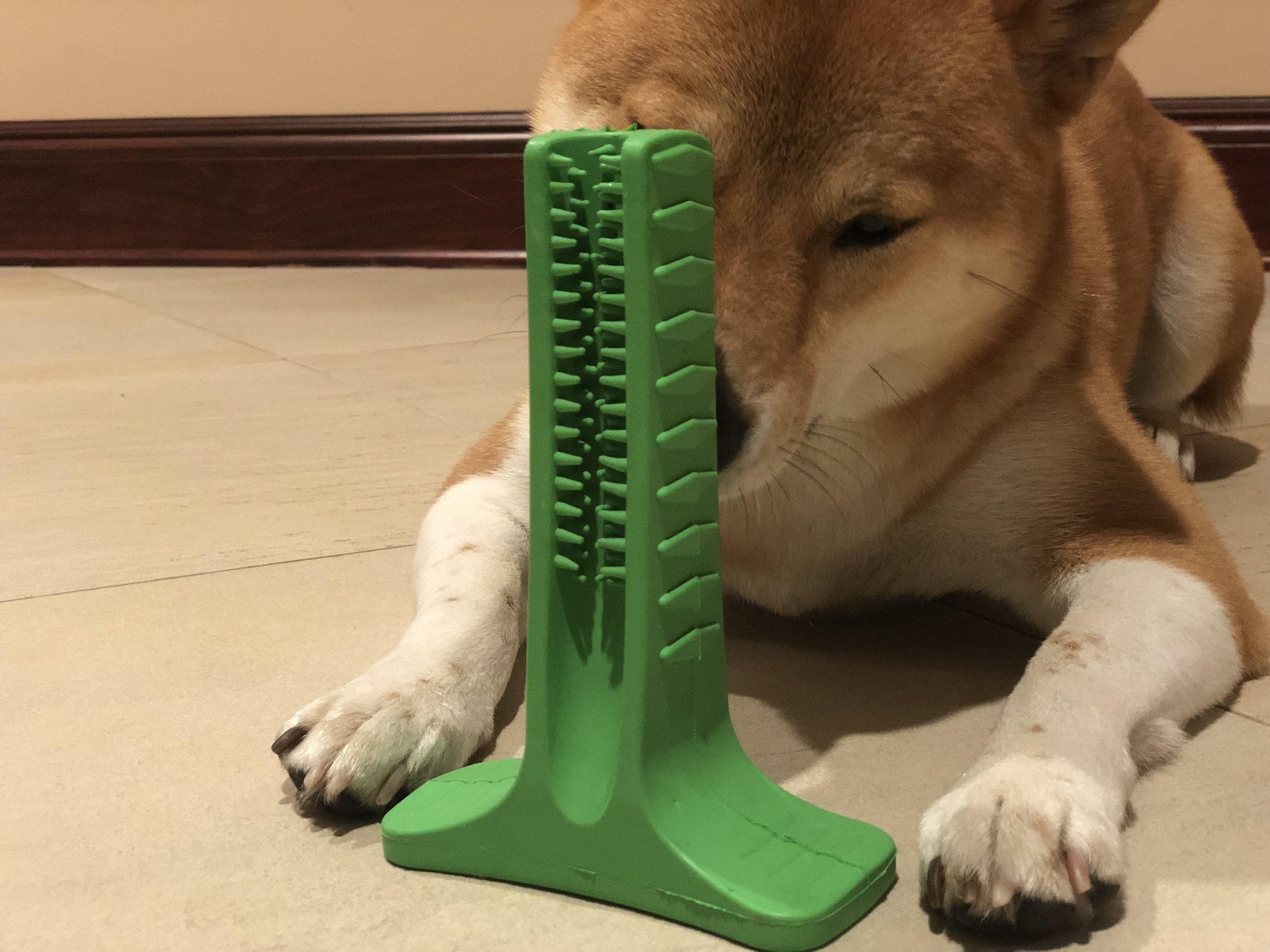 IMG_4833.jpeg