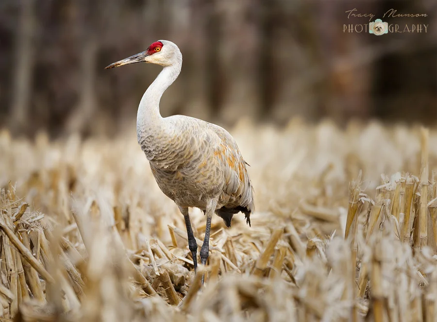 Sandhill Crane