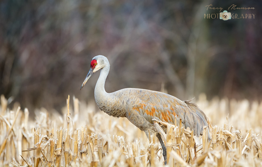 Sandhill Crane