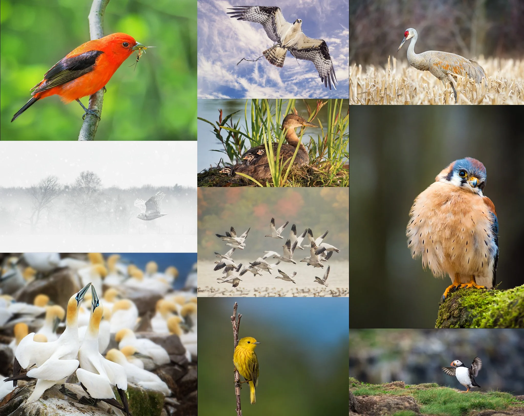 The ten images that were accepted towards my Professional Photographers of Canada Accreditation in Ornithology/Bird Photography.