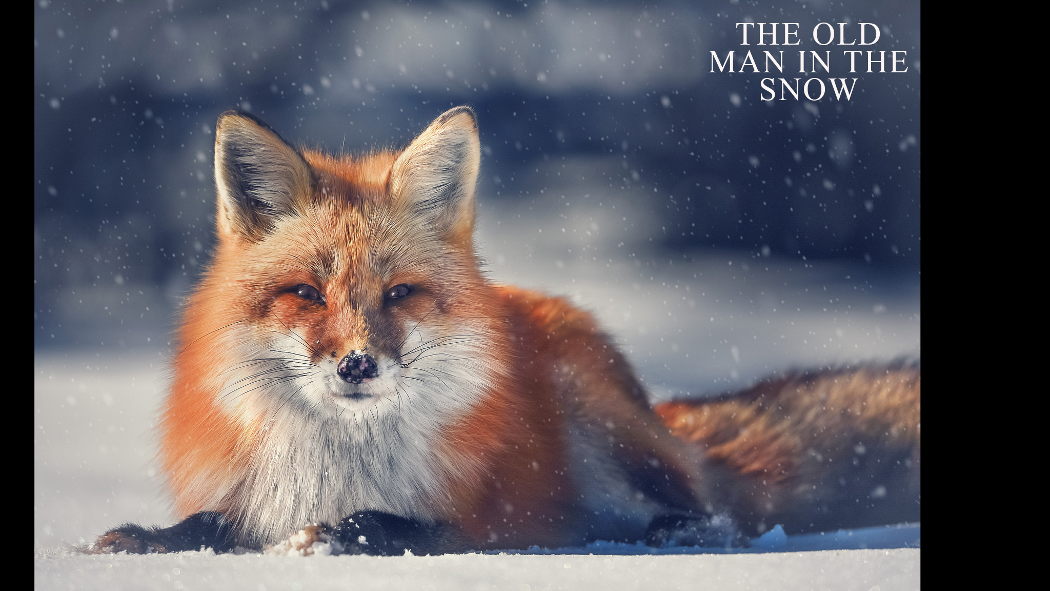 The Old Man In The Snow