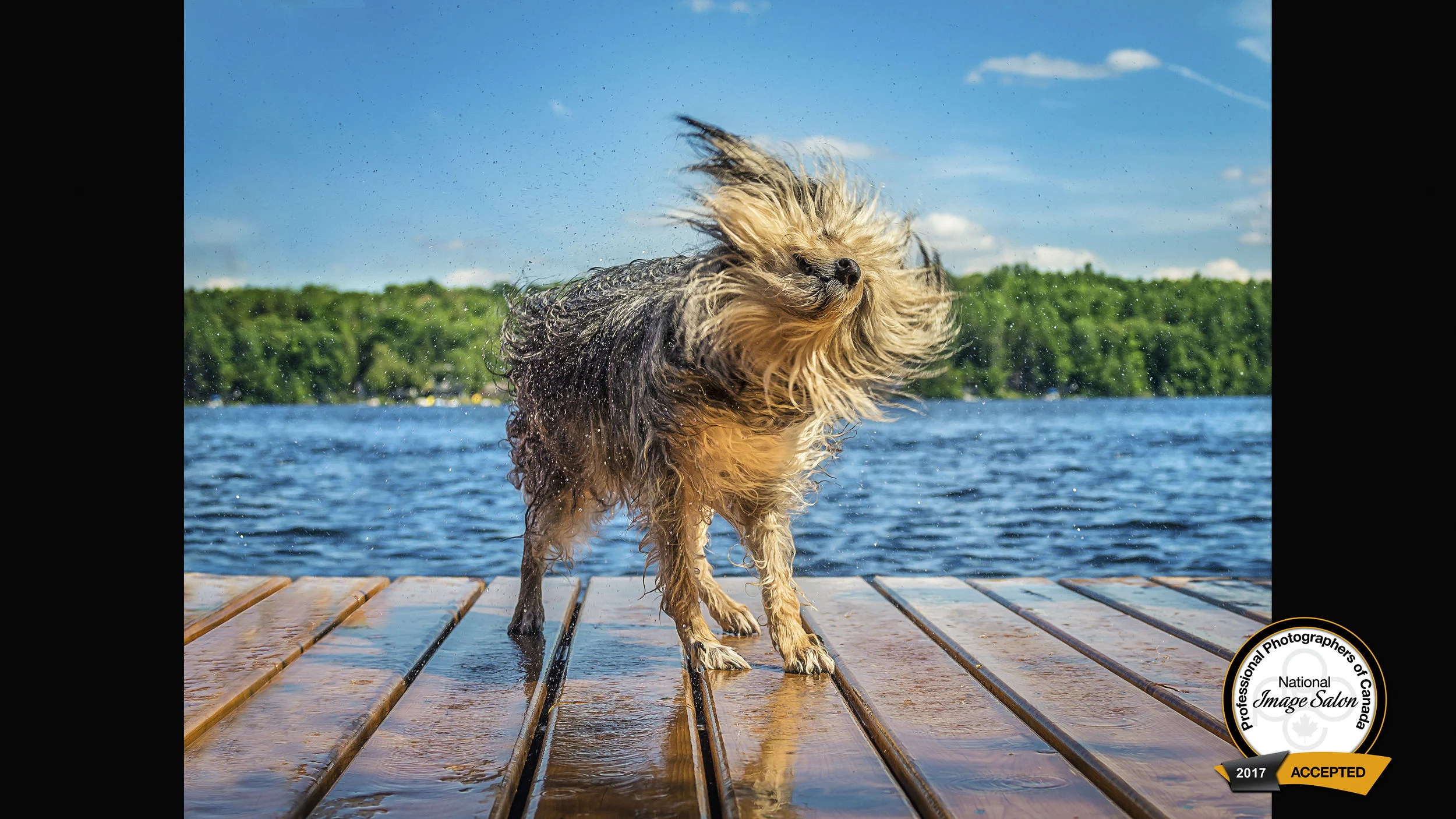 Wet DogTracy Munson 08 AnimalsAccepted