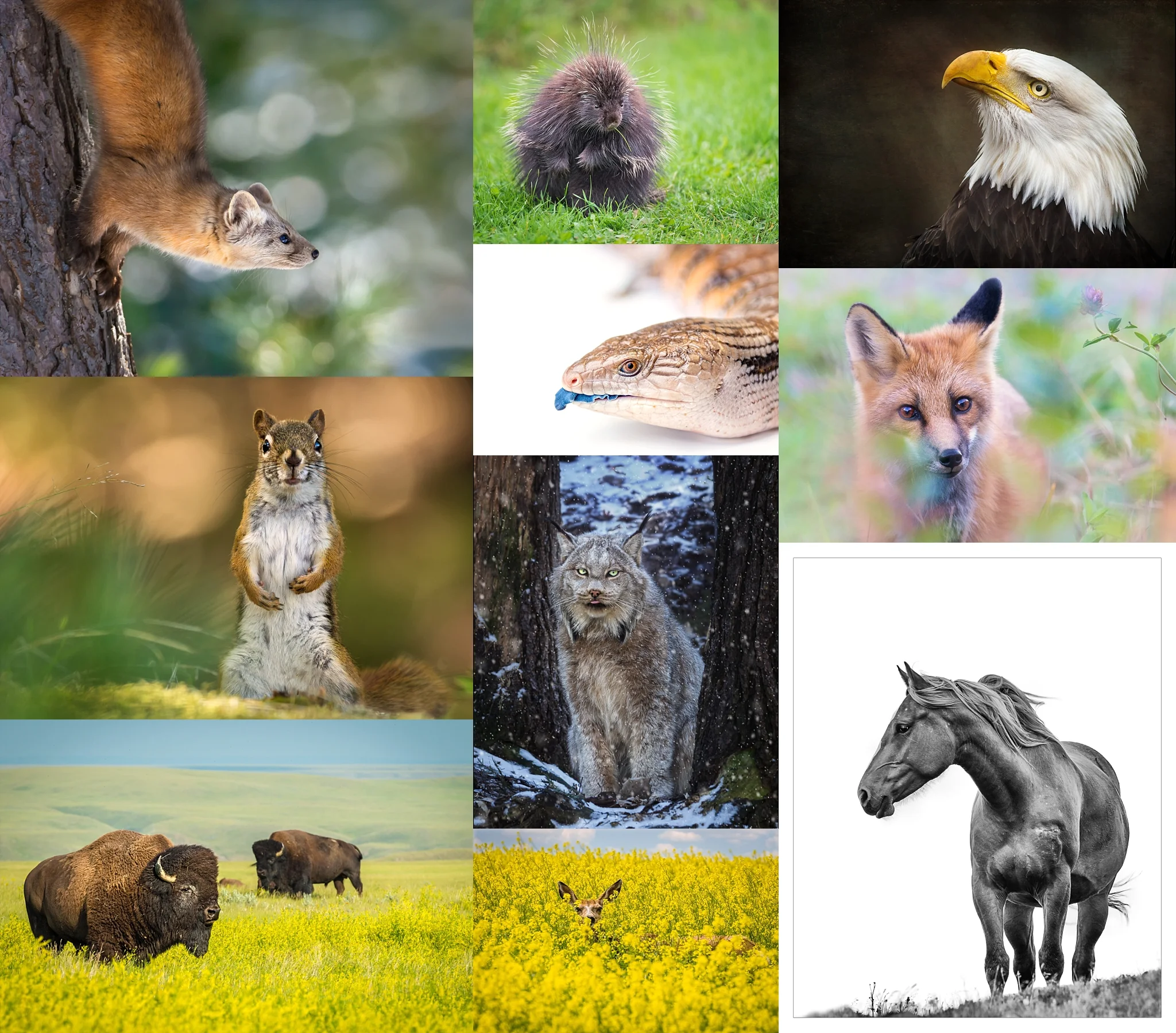 Press Release 2018/10/20 The Professional Photographers of Canada is pleased to announce that: Tracy Munson , has just earned an accreditation in Animal Portrait, at our Accreditation judging in Edmonton, AB. Accreditation is the first elevation above the general membership level, and is achieved by submitting samples of the applicant’s photography to a PPOC Board of Review for Accreditation. Accreditation demonstrates that the photographer is capable of delivering above average quality photography in a chosen category. In assessing Accreditation Submissions, the judges will consider the following criteria: Impact, Creativity, Style, Composition, Presentation, Color Balance, Centre of Interest, Lighting, Subject Matter, Image file quality, Technique and Story Telling. Along with other service and print merits, a minimum of one Accreditation is required to qualify for a Craftsman of Photographic Arts and two accreditations are needed for a Master of Photographic Arts. For more information, please contact: Tracy Grabowski, MPA,SPA Tracy Grabowski Photography 11313 - 69 Street Edmonton,AB T5B 1R8 780 413 4550 tracy@tracygrabowskiphoto.com Tanya Thompson PPOC Executive Director T: (888) 643-PPOC (7762) F: (519) 537-5573 e-mail: exec.director@ppoc.ca