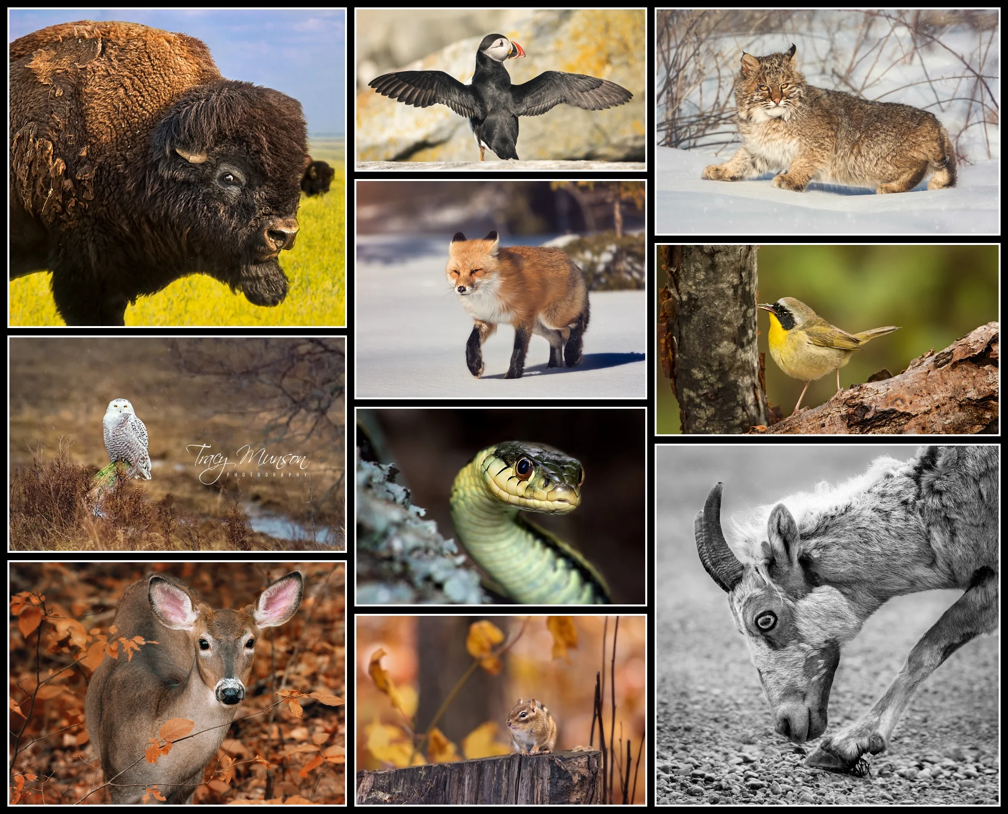 These are the 10 images that made up my successful Wildlife Accreditation submission.