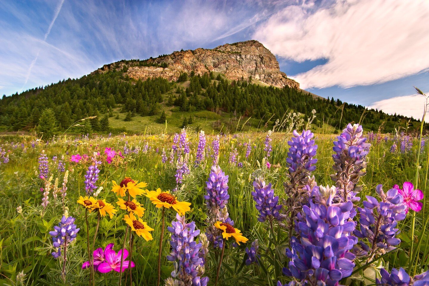 A wildflower meadow at the foot of the Rocky Mountains in Waterton Lakes National Park, Alberta.

https://postly.link/E2O/

#wildflowers #watertonlakes #watertonlakesnp #watertonlakesnationalpark #parkscanada #alberta #canadianrockies #albertaprints