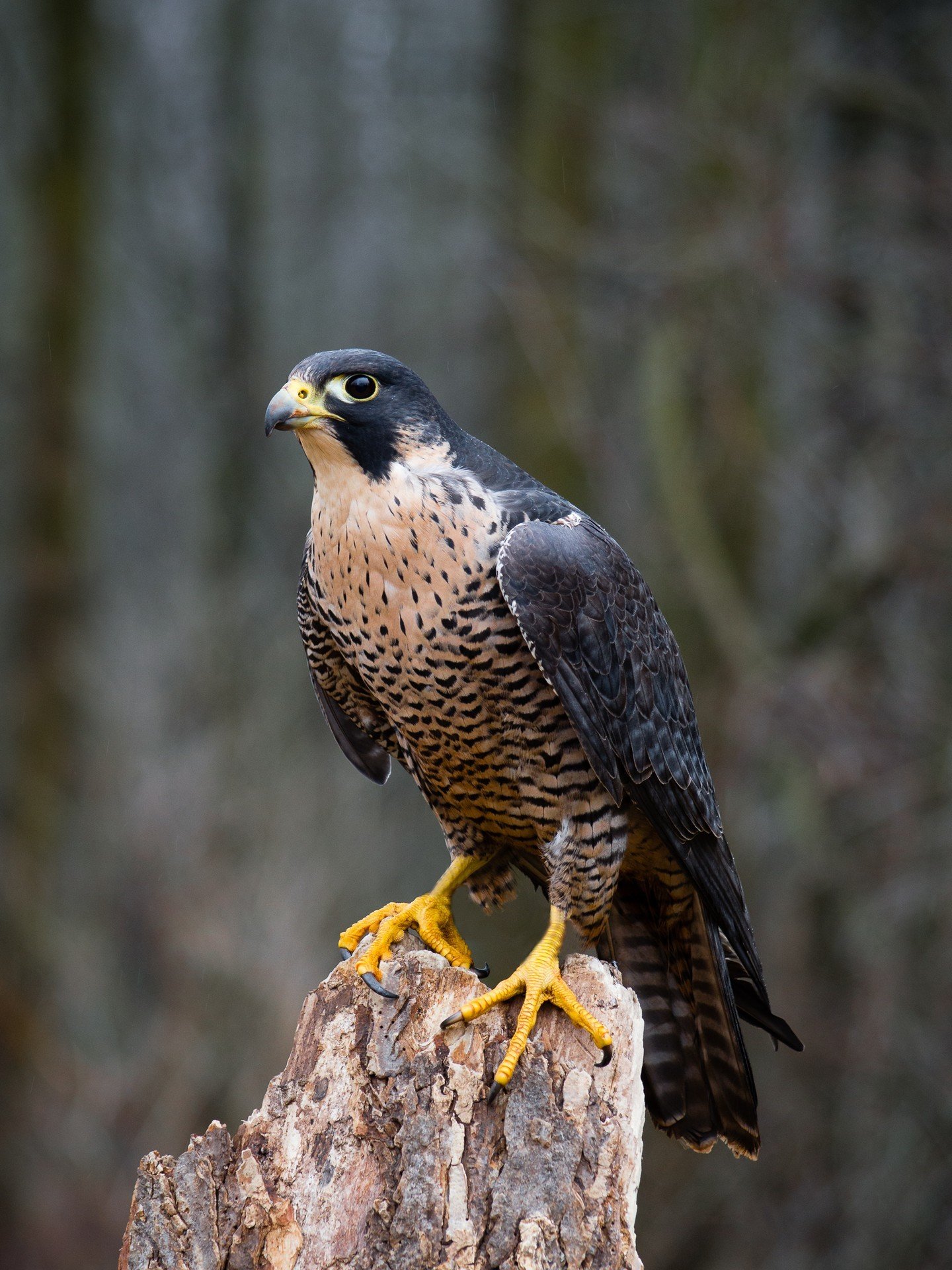 A stunning Peregrine Falcon, perching on a tree stump.

https://postly.link/ouj/

#peregrinefalcon #birdsofcanada #raptor #birdsofprey #birddecor #birding