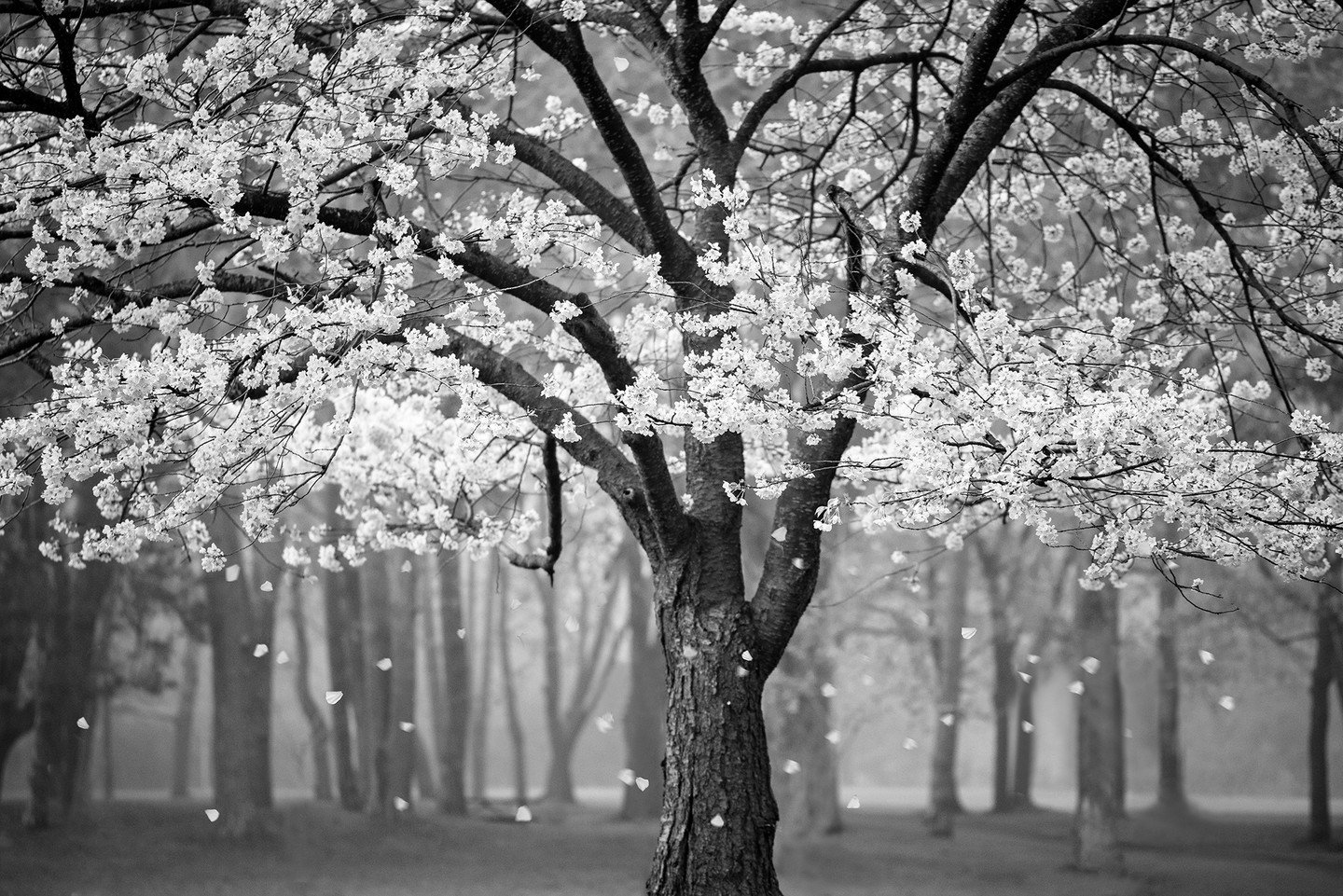 As was often the case, early on in my photography journey, I was disappointed by the heavy fog when I got up early on this morning to go to High Park in Toronto to photograph the blossoming cherry trees. 

Also true to form, I now prefer moody images